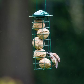 Starter-Set mit 6 Insektenfett-Meisenknödeln und Halter