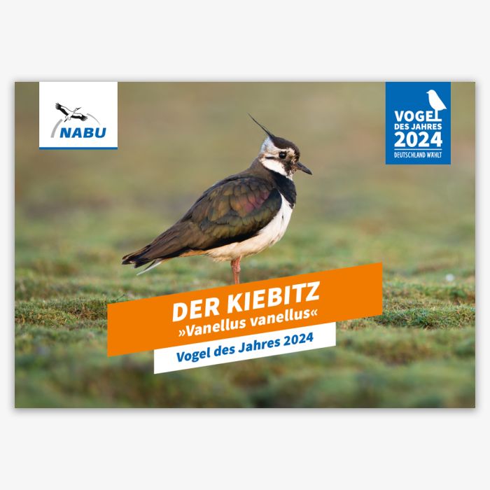 Plakat Kiebitz  - Vogel des Jahres 2024, A2