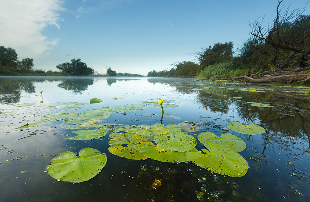 Verschiedene Faltblätter zu den möglichen Natur-Patenschaften des NABU